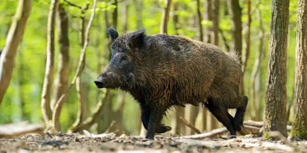 Wildschwein